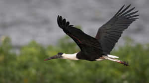 Soaring_ Stork_ In_ Flight.jpg Wallpaper