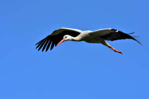 Soaring_ White_ Stork_ Clear_ Sky Wallpaper