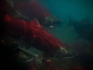Sockeye Salmon School Underwater Wallpaper