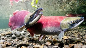 Sockeye Salmon Spawning Wallpaper