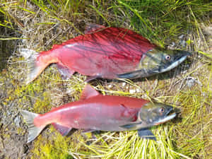 Sockeye Salmon Spawning Colors Wallpaper