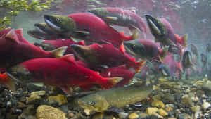 Sockeye Salmon Spawning School.jpg Wallpaper