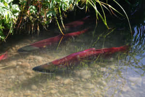 Sockeye Salmon Spawning Stream Wallpaper