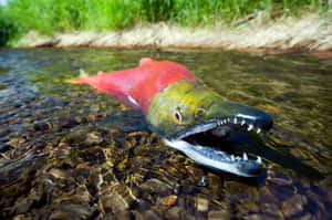 Sockeye Salmon Spawning Stream Wallpaper