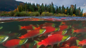 Sockeye Salmon Spawning Stream Wallpaper