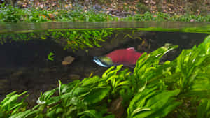 Sockeye Salmon Underwater Scene Wallpaper