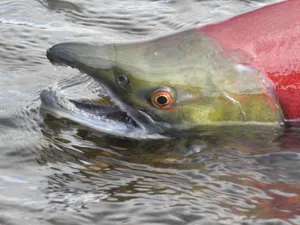Sockeye Salmon Up Close.jpg Wallpaper