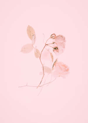 Soft And Light, Aesthetic Baby Pink Is The Perfect Pastel Hue. Wallpaper