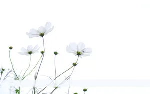 Soft And Subtle Minimalist Flower Computer Wallpaper