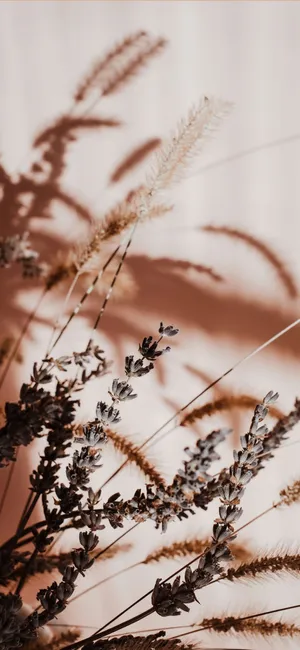 Soft Beige Floral Shadows Wallpaper