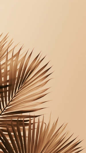 Soft Beige Palm Shadow Aesthetic Wallpaper