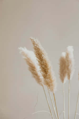 Soft Beige Pampas Grass Wallpaper