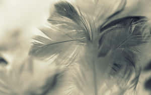 Soft Feather Closeup Sepia Tone Wallpaper