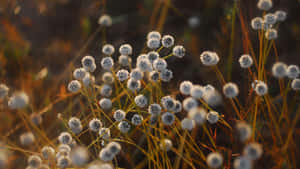 Soft Focus Depth Effect Wallpaper