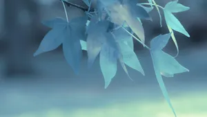 Soft Focus Leaves Depth Effect Wallpaper