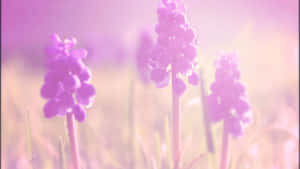 Soft Pastel Spring Flowers Wallpaper
