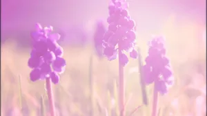Soft Pastel Spring Flowers Wallpaper