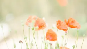 Soft Pastel Spring Flowers Wallpaper