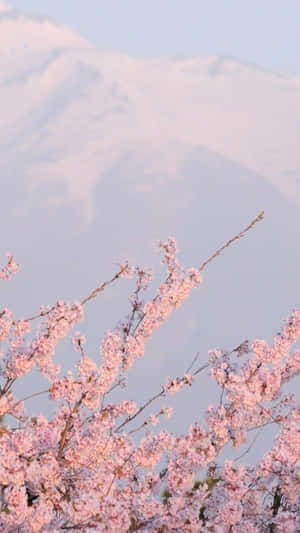 Soft Pink Blooms In Kimono Laden Garden, Japan Wallpaper