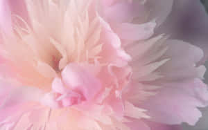 Soft Pink Peony Closeup Wallpaper