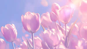 Soft Pink Tulips Bloom Wallpaper