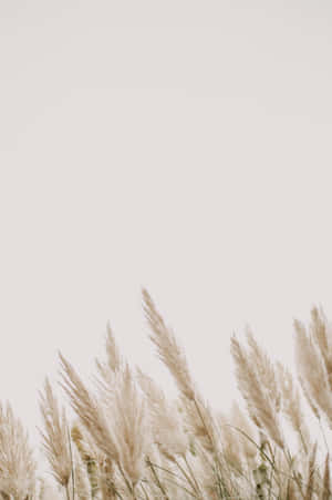 Soft, Plume-like Pampas Grass In A Meadow Wallpaper