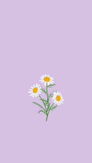 Soft Purple Daisy Aesthetic Wallpaper Wallpaper