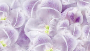 Soft Purple Floral Petals Wallpaper