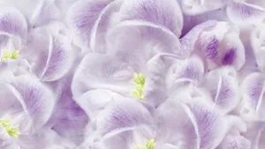 Soft Purple Floral Petals Wallpaper