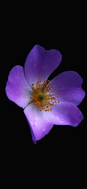 Soft Purple Flower Black Background.jpg Wallpaper