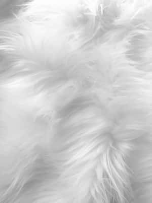 Soft White Aesthetic Feathers Wallpaper