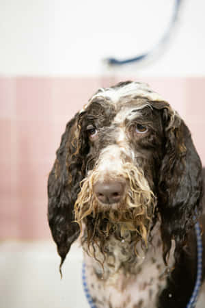 Soggy Spaniel Bath Time Wallpaper