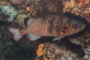 Soldierfishin Coral Reef Habitat Wallpaper