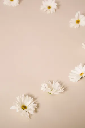 Solid Pastel Color White Flowers Wallpaper