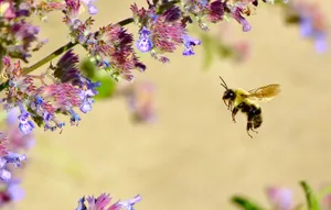 Solitary Bee Flight Near Flowers Wallpaper