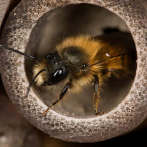 Solitary_ Bee_ In_ Hollow Wallpaper