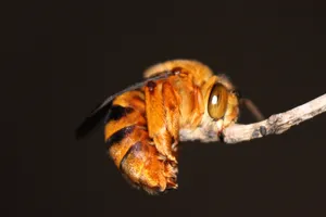 Solitary Bee Restingon Twig Wallpaper