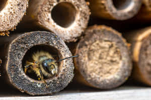 Solitary Beein Nesting Tube.jpg Wallpaper