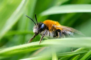 Solitary Beeon Grass Blade Wallpaper