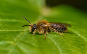 Solitary Beeon Green Leaf Wallpaper