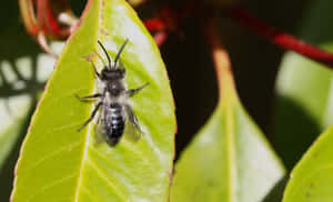 Solitary Beeon Green Leaf Wallpaper