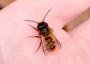 Solitary Beeon Human Hand.jpg Wallpaper