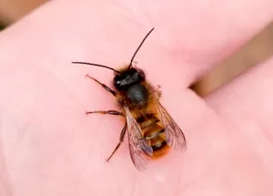 Solitary Beeon Human Hand.jpg Wallpaper