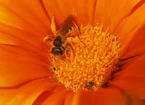 Solitary Beeon Orange Flower Wallpaper