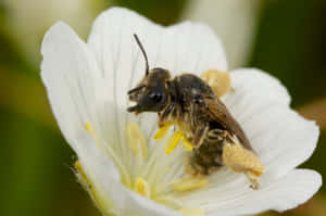 Solitary Beeon White Flower Wallpaper
