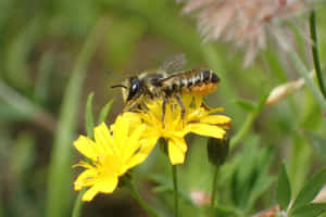 Solitary Beeon Yellow Flower Wallpaper