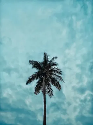 Solitary Coconut Palm Against Cloudy Sky Wallpaper