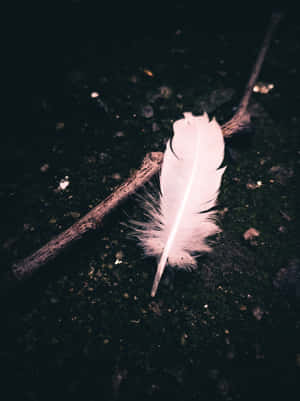 Solitary Feather Dark Background.jpg Wallpaper