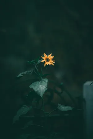 Solitary Flowerin Dark Green Ambience.jpg Wallpaper