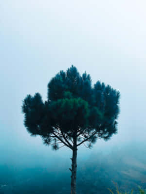 Solitary Pine Treein Mist4 K Wallpaper